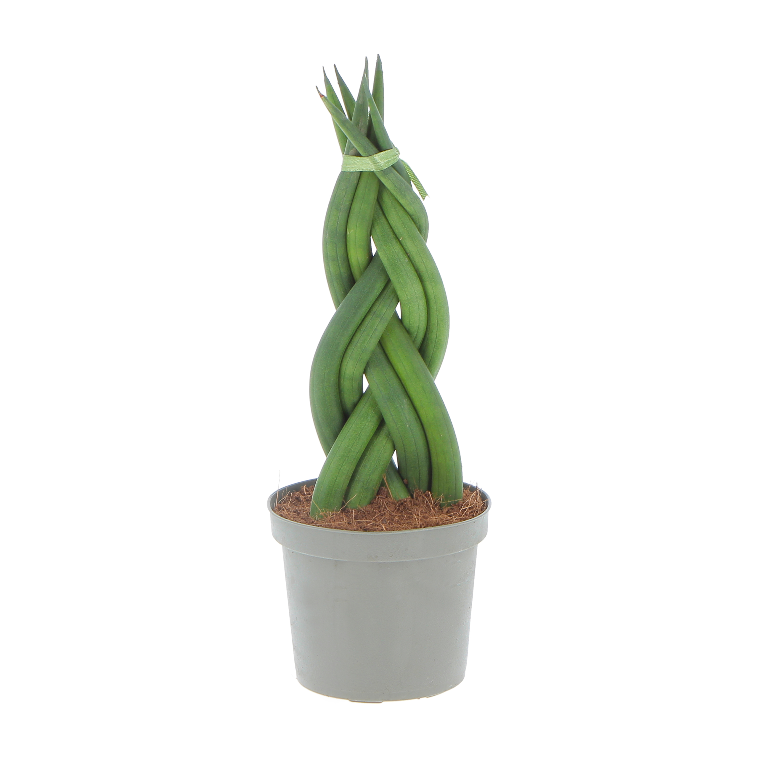 Sanseveria braid