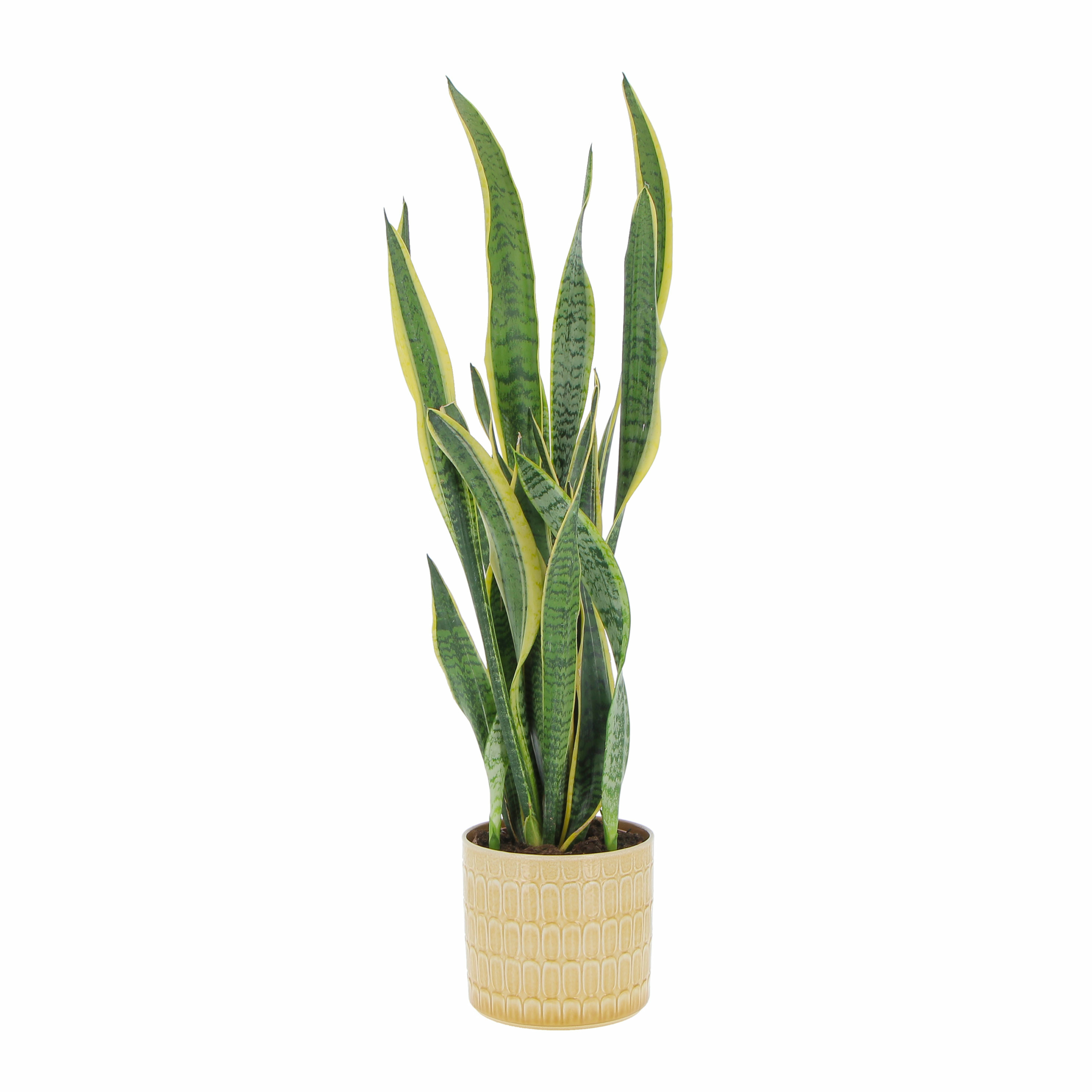 Sansevieria Laurentii